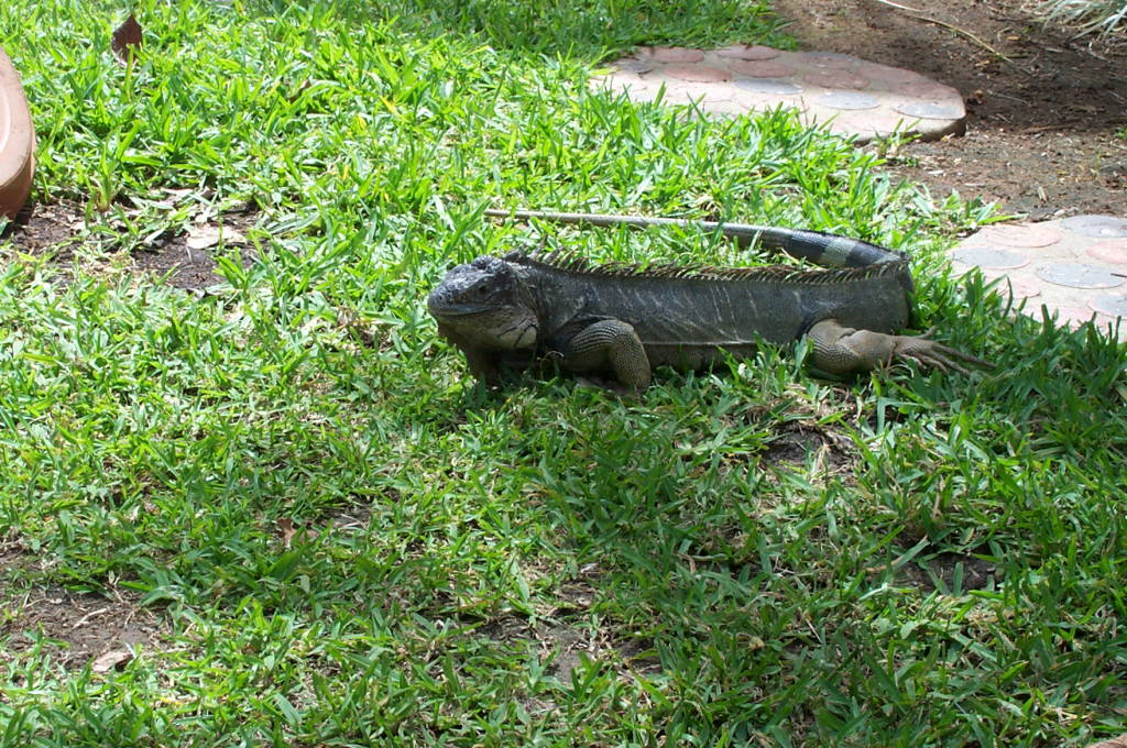 2003 Aruba